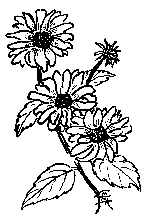 illustration by Emma Prince