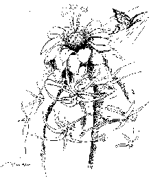 drawing copyright 2000 by Narcissa Voluntad Weatherbee