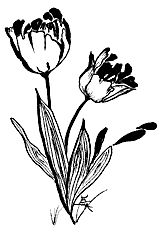 illus by Emma Prince