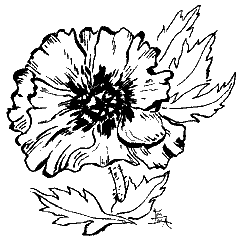 illustration by Emma Prince