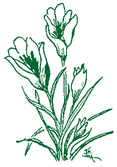 illustration by Emma Prince