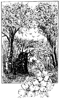 cover illustration by Judy Scott of Woodbury MM