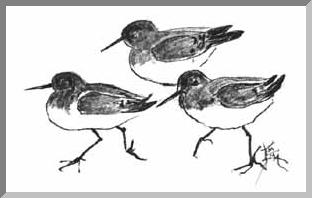 cover illustration by Emma Prince of Mullica Hill MM