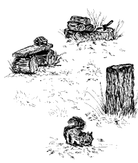 illustration by Judy Scott