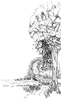 illustration by Judy Scott