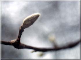 photo by Phil Anthony