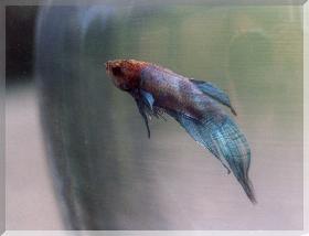 1936 WPA photo of Mickleton's Little Red School House