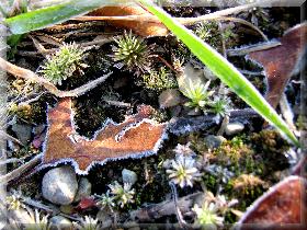 photo by Mario Cavallini